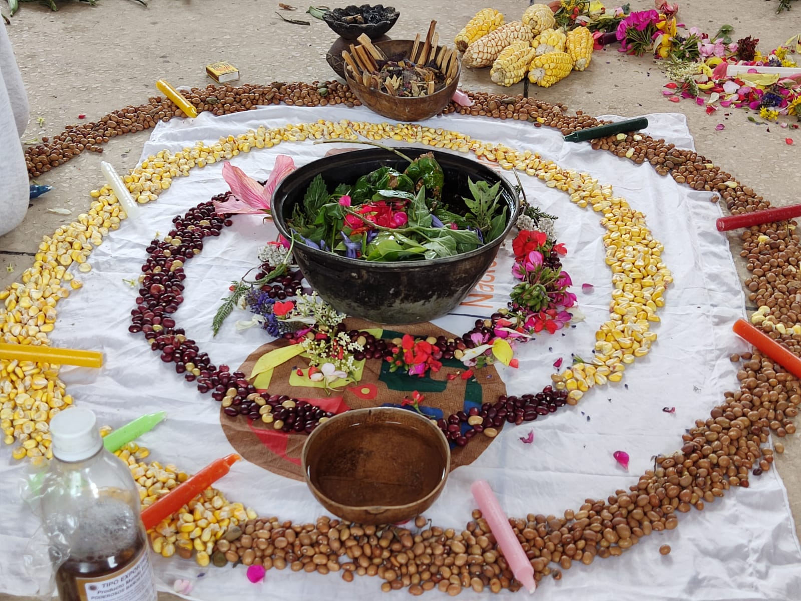 Ritual taller plantas medicinales